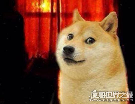 smile.jpg微笑狗是什么，恐怖图片微笑狗为什么吓人