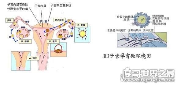 什么是石女,先天无阴道不能性交的女子(18岁没月经就要注意了)