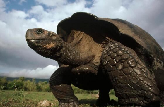 世界上最大的龟,加拉帕戈斯象龟长达6米重达800斤