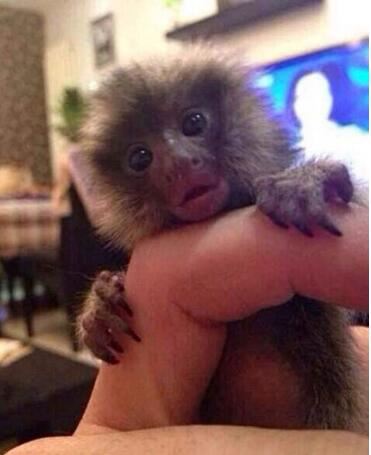 世界上最小的猴子，拇指猴又叫狨猴(仅长10cm)