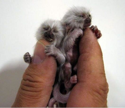 世界上最小的猴子，拇指猴又叫狨猴(仅长10cm)