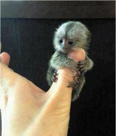 世界上最小的猴子，拇指猴又叫狨猴(仅长10cm)