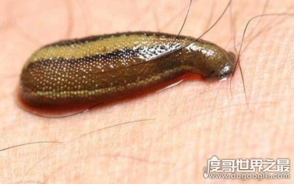 世界上十大恐怖动物,蚂蝗名列第一(吸血鬼)