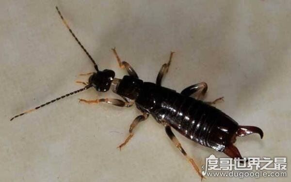 世界上十大恐怖动物，蚂蝗名列第一（吸血鬼）