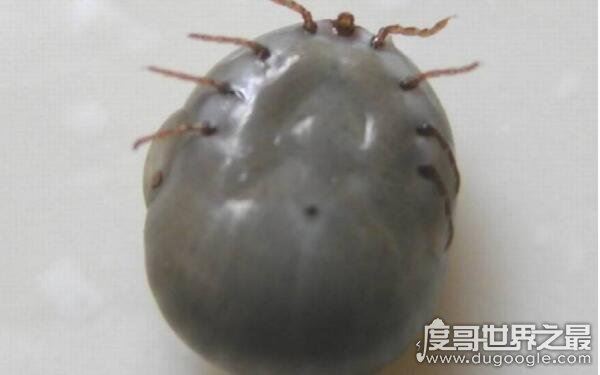 世界上十大恐怖动物，蚂蝗名列第一（吸血鬼）