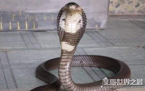 世界上十大恐怖动物，蚂蝗名列第一（吸血鬼）