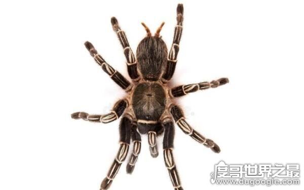 世界上十大恐怖动物,蚂蝗名列第一(吸血鬼)