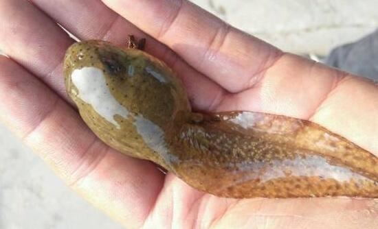 世界上最大的蝌蚪，不合理蛙儿时巨大后来变小