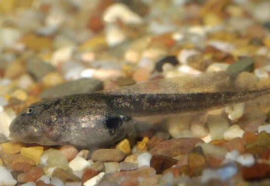 世界上最大的蝌蚪，不合理蛙儿时巨大后来变小