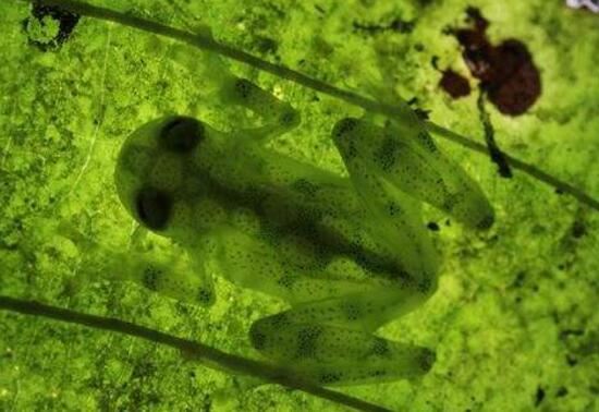 世界上最大的蝌蚪，不合理蛙儿时巨大后来变小