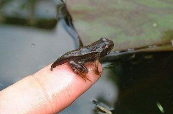 世界上最大的蝌蚪，不合理蛙儿时巨大后来变小