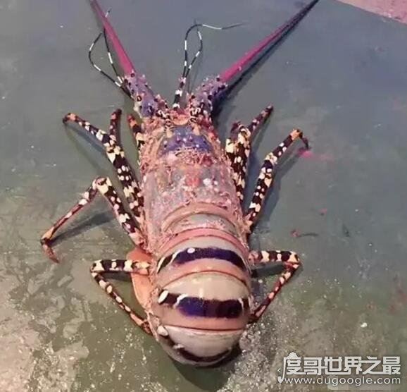 世界上最大的虾，曾有人捕获长度接近1.4米的超大龙虾