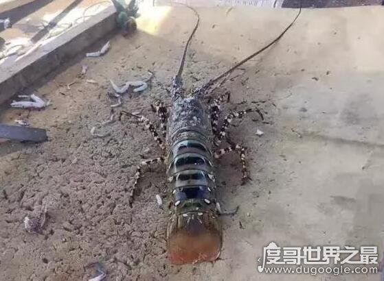 世界上最大的虾,曾有人捕获长度接近1.4米的超大龙虾