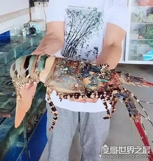 世界上最大的虾,曾有人捕获长度接近1.4米的超大龙虾