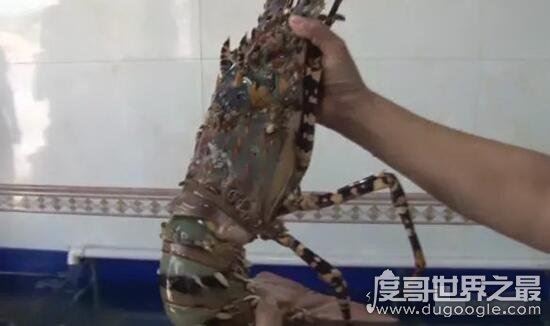 世界上最大的虾,曾有人捕获长度接近1.4米的超大龙虾