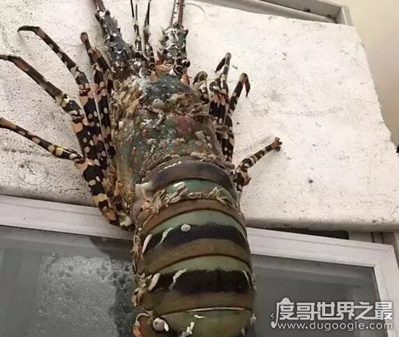 世界上最大的虾，曾有人捕获长度接近1.4米的超大龙虾