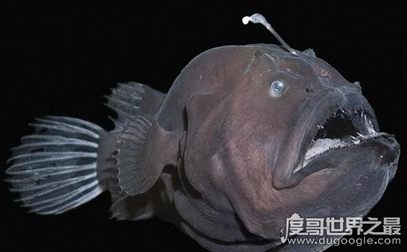 深海100000米以下生物超恐怖，在高压下的生物样貌非常奇怪