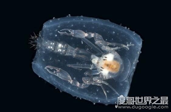 深海100000米以下生物超恐怖，在高压下的生物样貌非常奇怪