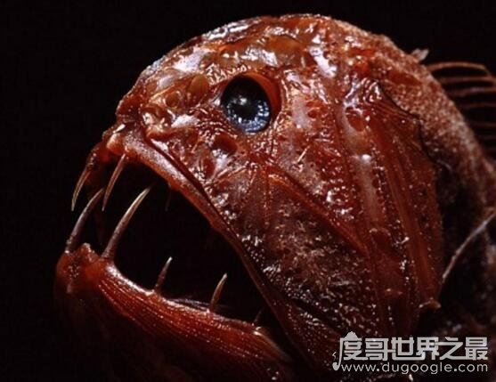 深海100000米以下生物超恐怖，在高压下的生物样貌非常奇怪