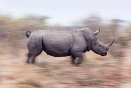 最后一只中国犀牛被杀，在中国彻底灭绝原因