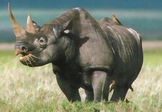 最后一只中国犀牛被杀，在中国彻底灭绝原因