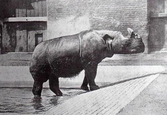 最后一只中国犀牛被杀，在中国彻底灭绝原因