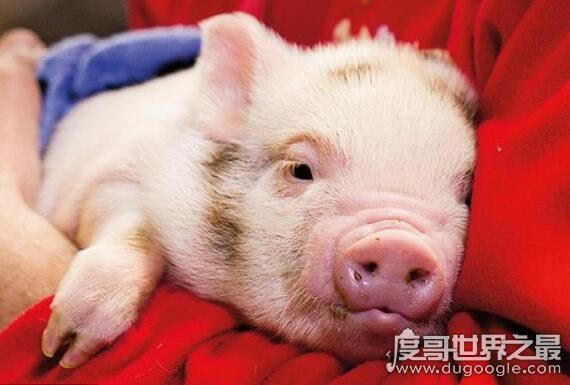 十猪九苦1983，详解猪年不同月份出生的运势