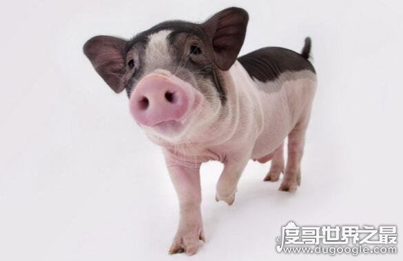 十猪九苦1983，详解猪年不同月份出生的运势