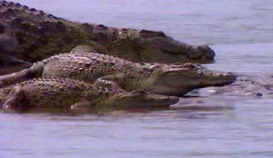 世界上最大的尼罗鳄，古斯塔夫尼罗鳄(长6米/重1吨)