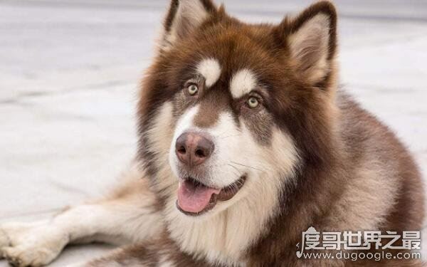 世界十大最危险猛犬,打架最厉害的狗前十名(不宜饲养)