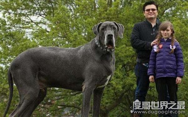 世界十大最危险猛犬，打架最厉害的狗前十名（不宜饲养）