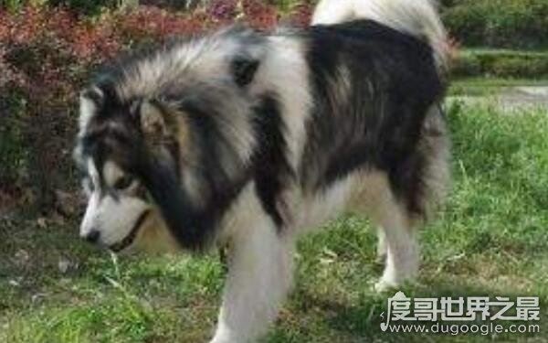 世界十大最危险猛犬，打架最厉害的狗前十名（不宜饲养）