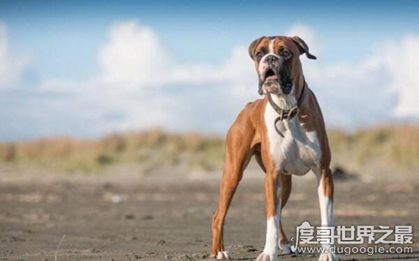 世界十大最危险猛犬,打架最厉害的狗前十名(不宜饲养)