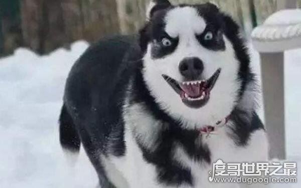 世界十大最危险猛犬，打架最厉害的狗前十名（不宜饲养）