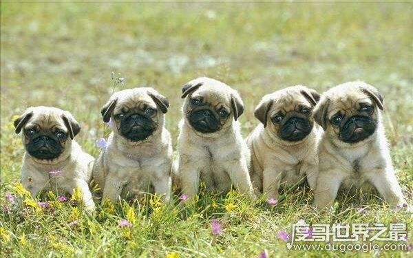 世界十大最危险猛犬，打架最厉害的狗前十名（不宜饲养）