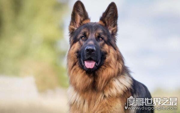 世界十大最危险猛犬,打架最厉害的狗前十名(不宜饲养)