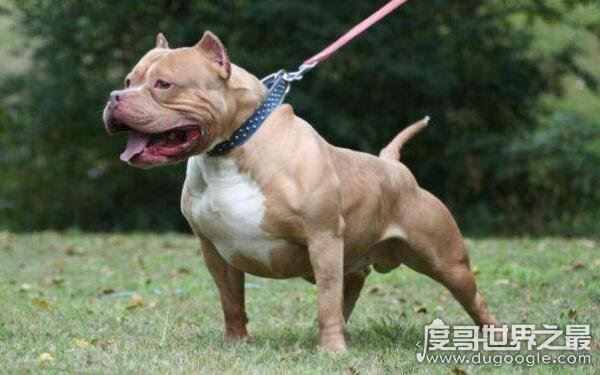 世界十大最危险猛犬，打架最厉害的狗前十名（不宜饲养）