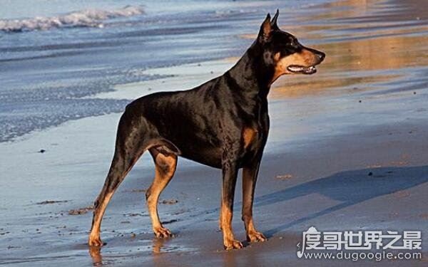 世界十大最危险猛犬，打架最厉害的狗前十名（不宜饲养）