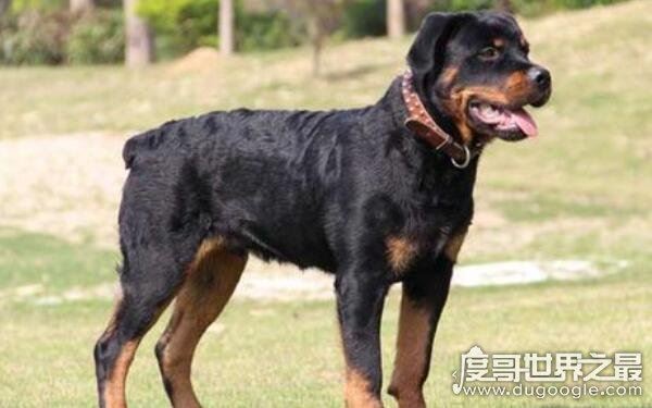 世界十大最危险猛犬,打架最厉害的狗前十名(不宜饲养)
