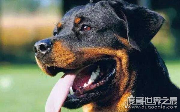 世界十大最危险猛犬，打架最厉害的狗前十名（不宜饲养）