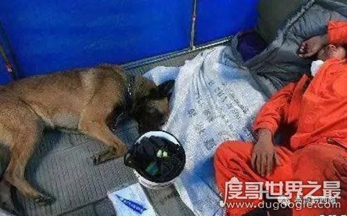 地震搜救犬全部遭处死，谣言不可信(真相是功勋犬救人而牺牲)