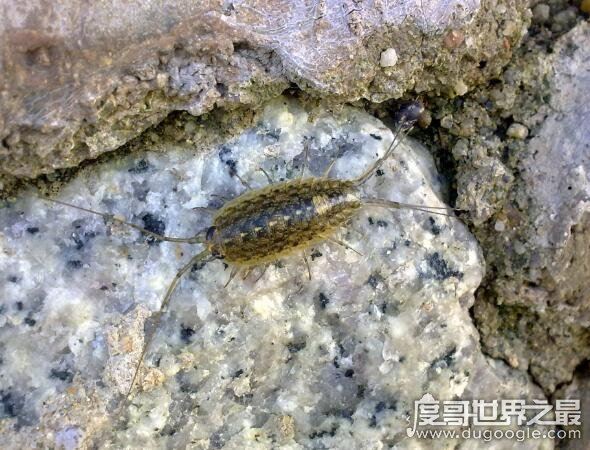 海蟑螂只是外形像蟑螂,实际上有很高的药用价值(可以吃)