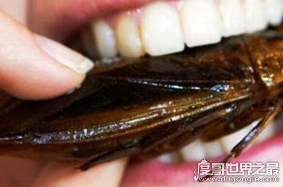 海蟑螂只是外形像蟑螂,实际上有很高的药用价值(可以吃)