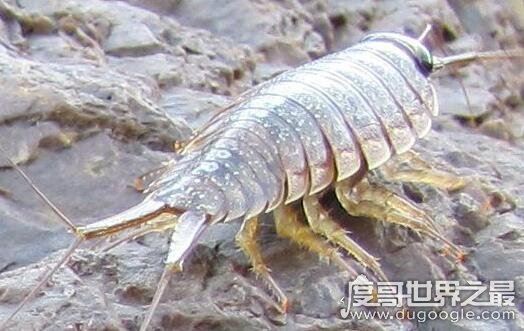 海蟑螂只是外形像蟑螂,实际上有很高的药用价值(可以吃)