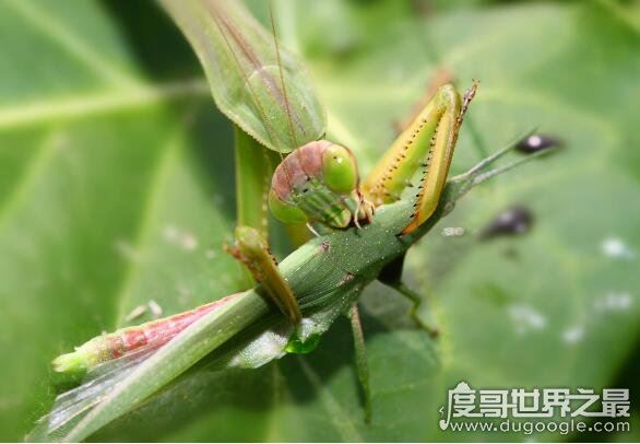 螳螂吃什么,主要以各种农业害虫为食(是肉食性昆虫)