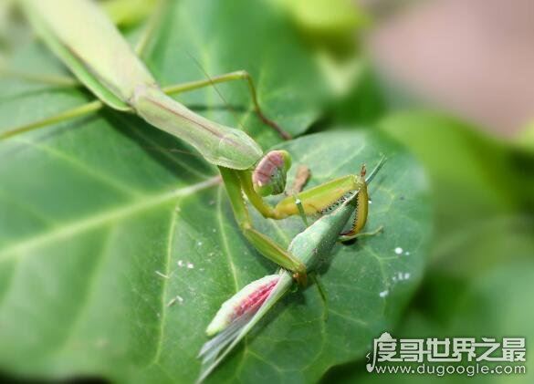 螳螂吃什么，主要以各种农业害虫为食(是肉食性昆虫)