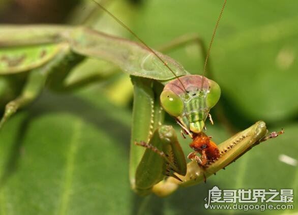 螳螂吃什么，主要以各种农业害虫为食(是肉食性昆虫)