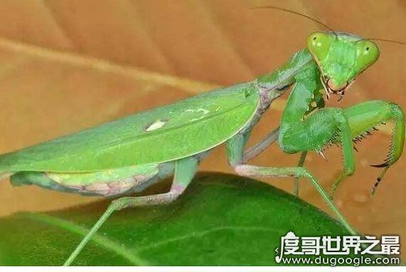 螳螂吃什么,主要以各种农业害虫为食(是肉食性昆虫)