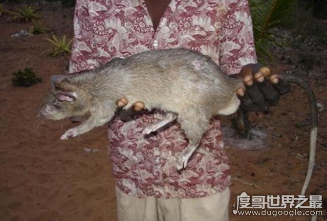 世界上最厉害的老鼠,吃猫鼠竟专门吃猫(其实根本就不存在)