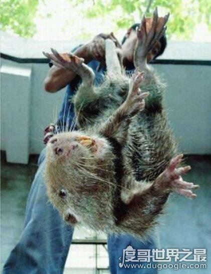 世界上最厉害的老鼠，吃猫鼠竟专门吃猫(其实根本就不存在)